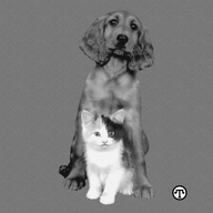 Kitty cat and Dog