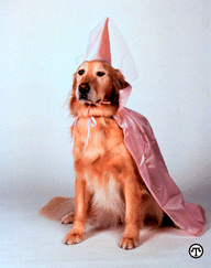 Dog in a costume