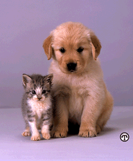A Puppy and a Kitten