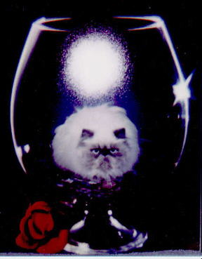 A Blue Point Himalayan in a glass