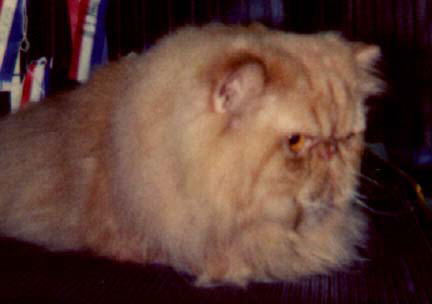 Fuzzy Red Persian