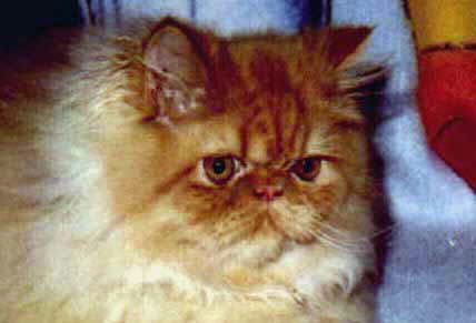 Fuzzy Red Persian