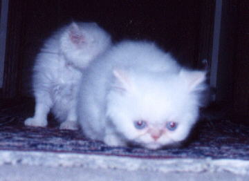 Pet Quality Cream Point Himalayan Males