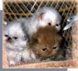 3 Kittens in a chair, only 2 weeks old...sooo cute.., out of Wee Love and Kruizer..