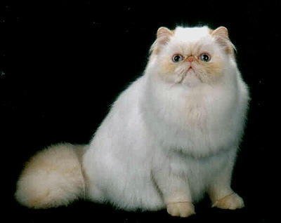 Beautiful Flame Point Himalayan Cat