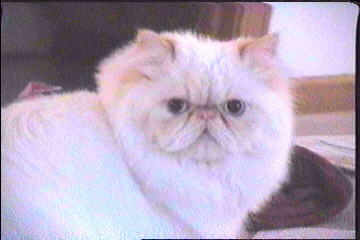 A Flame Point Himalayan Male