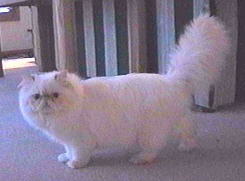 A Flame Point Himalayan Male
