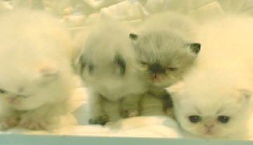 2 Cream Point Himalayan, and 2 Tortie Point Himalayan Kittens