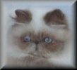 Blue Point Himalayan