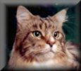 Cochise