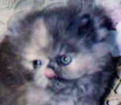 Adorable Blue Cream Persian CPC Kitten