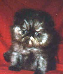 A Beautiful Tortoiseshell Persian CPC Kitten