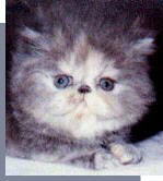 CH Klassy Krissy, A Bluecream Persian CPC Kitten