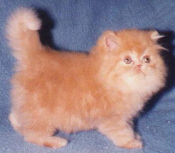 Beautiful Red Persian Kitten