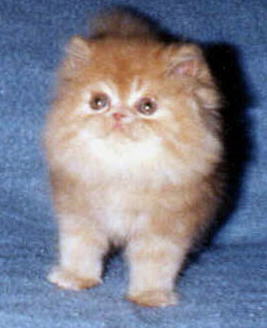 Beautiful Red Persian Kitten