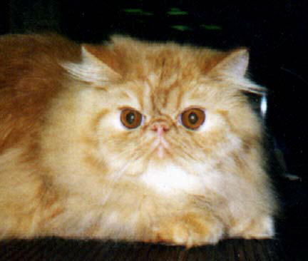 A Red Persian CPC