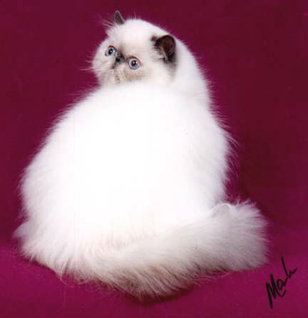 Blue Cream Point Himalayan, on a pink background