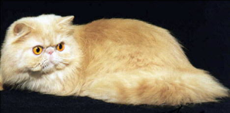 Beautiful Red Persian Cat