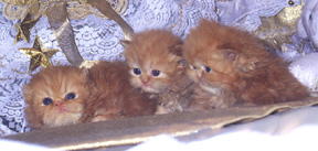 cute red persian CPC male kittens