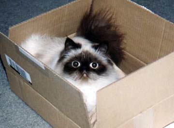 Seal Point Cat in a box.