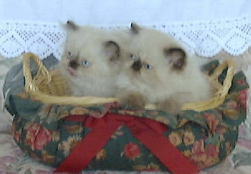 Seal Point Himalayan Kittens in a basket