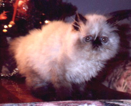 Tortie Persian Kitten