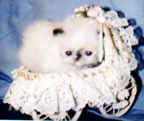 Cute Tortie Point Himalayan Kitten in a wicker baby carriage