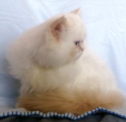 Doll faced flame point kitten